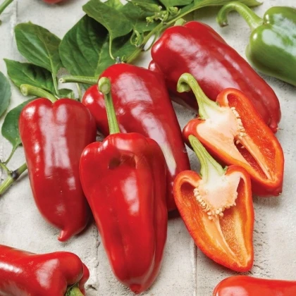 Paprika roční Rafaelus F1 - Capsicum annuum - semena papriky - 15 ks