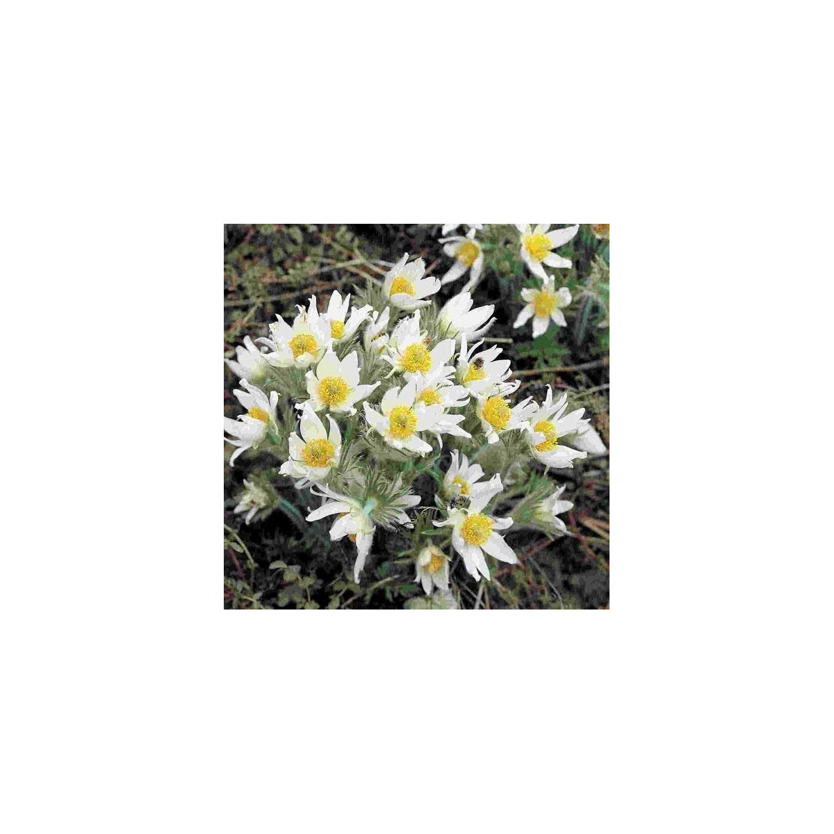 Koniklec obecný White Bells - Pulsatilla vulgaris - semena koniklece - 20 ks