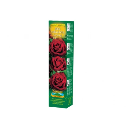 Růže velkokvětá červená - Rosa - prostokořenné sazenice růže - 1 ks