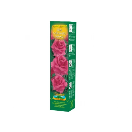 Růže velkokvětá tmavě růžová - Rosa - prostokořenné sazenice růže - 1 ks