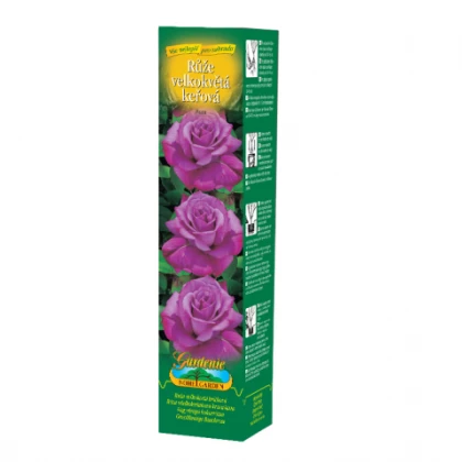 Růže velkokvětá fialovorůžová - Rosa - prostokořenné sazenice růže - 1 ks