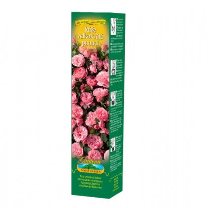 Růže velkokvětá pnoucí růžová - Rosa - prostokořenné sazenice růže - 1 ks