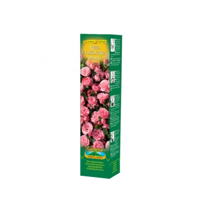 Růže velkokvětá pnoucí růžová - Rosa - prostokořenné sazenice růže - 1 ks
