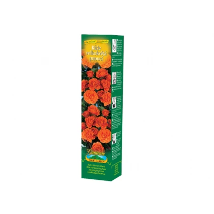 Růže velkokvětá pnoucí oranžová - Rosa - prostokořenné sazenice růže - 1 ks