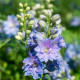 Stračka Magic Fountains Sky Blue - Delphinium cultorum - semena stračky - 50 ks