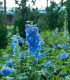 Stračka Magic Fountains Sky Blue - Delphinium cultorum - semena stračky - 50 ks