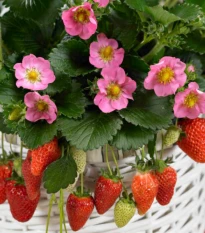 Jahodník stáleplodící Gasana F1 - Fragaria ananassa - semena jahodníku - 10 ks