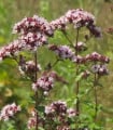 Dobromysl obecná Aromata - Origanum vulgare - semena dobromyslu - 1000 ks