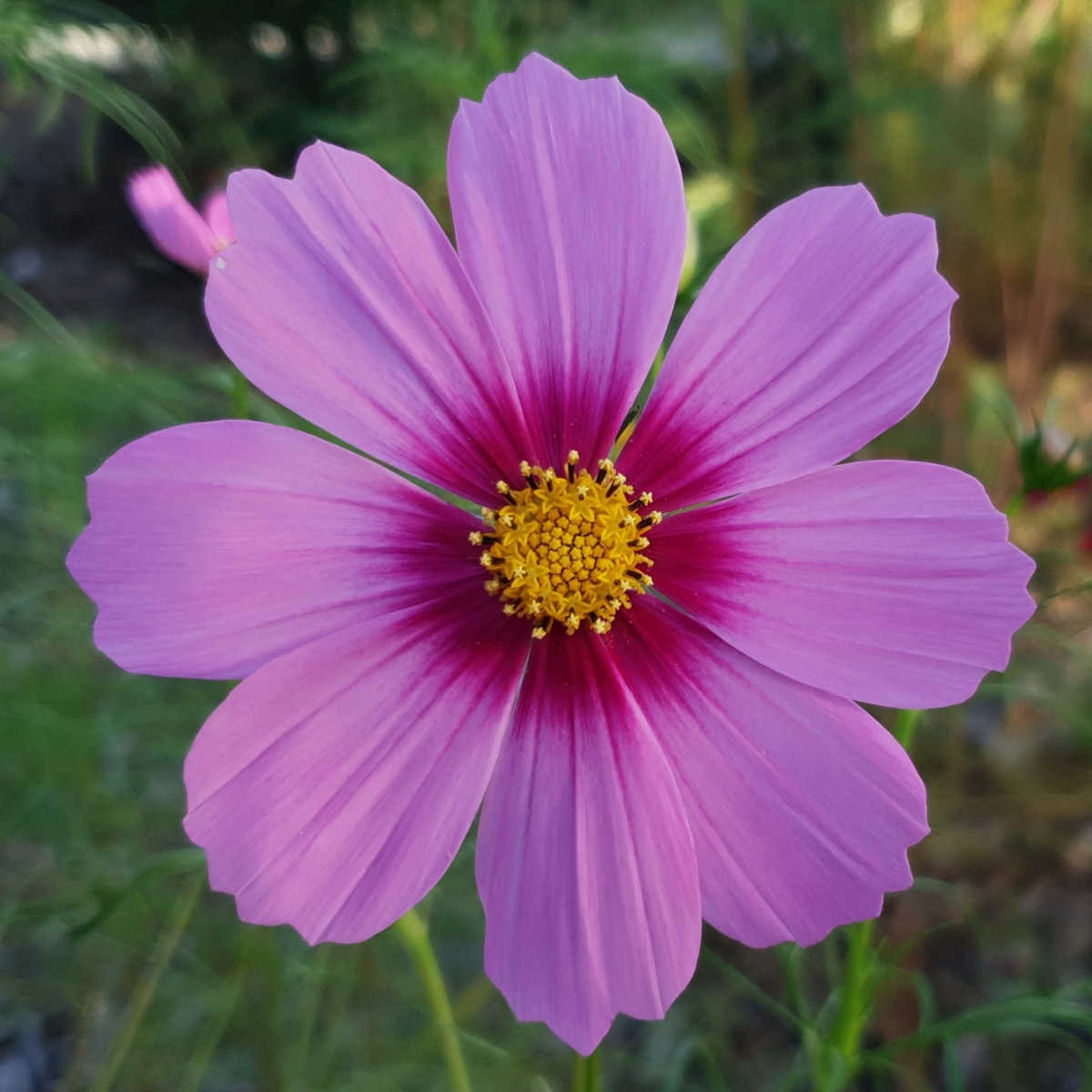 Krásenka zpeřená Cosmini Pink - Cosmos bipinnatus - semena krásenky - 20 ks