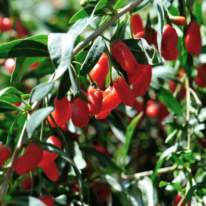 Kustovnice goji červená - sazenice goji - 1 ks