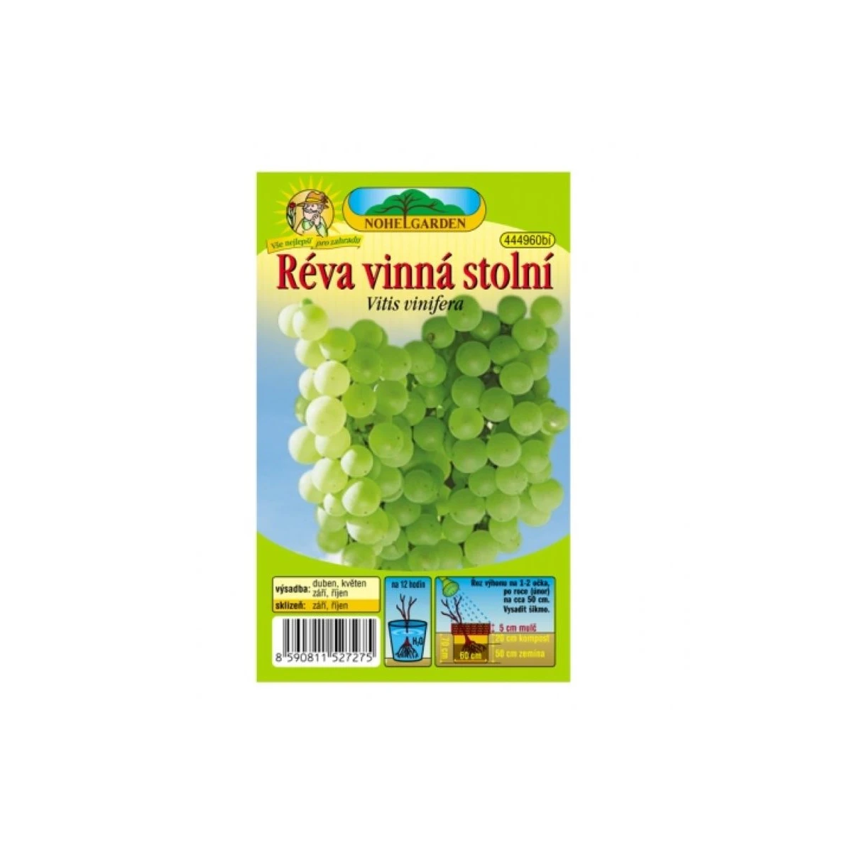 Réva vinná - Vitis vinifera - sazenice révy - 1 ks
