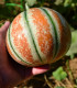 Meloun cukrový Kajari - Cucumis melo - semena melounu - 6 ks