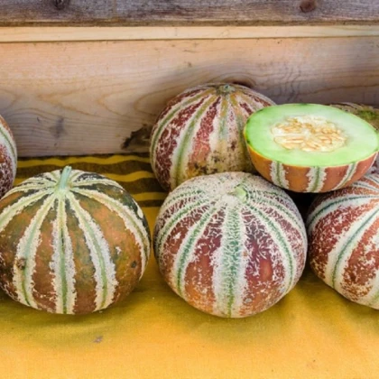 Meloun cukrový Kajari - Cucumis melo - semena melounu - 6 ks