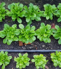 Semena polníčku Favor - výsevní pásek - 5 m