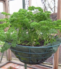 Semena petržele kadeřavé Afrodite - výsevný disk - 5 ks