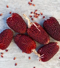 Kukuřice jahodová - Zea mays multicolor - semena kukuřice - 20 ks