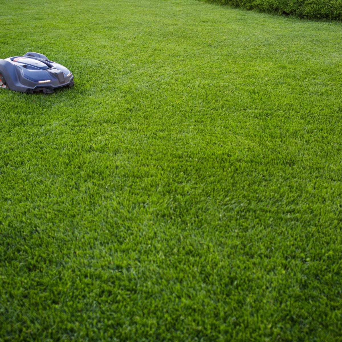 Trávník Comfort pro robotické sekačky - semena Kiepenkerl - 2 kg