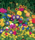 Květinový koberec - výsevný disk - 5 ks