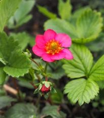 Jahodník stáleplodící Toscana F1 - Fragaria ananassa - semena jahodníku - 10 ks