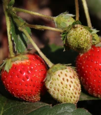 Jahodník stáleplodící Elan F1 - Fragaria ananassa - semena jahodníku - 10 ks