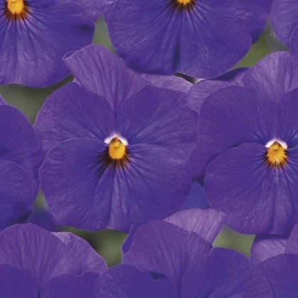 Violka Twix F1 Blue with Eye - Viola cornuta - semena violky - 20 ks