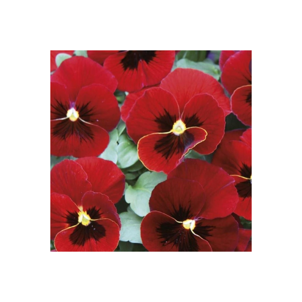Violka Twix F1 Red with Eye - Viola cornuta - semena violky - 20 ks