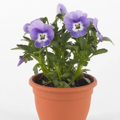 Violka Twix F1 Marina - Viola cornuta - semena violky - 20 ks