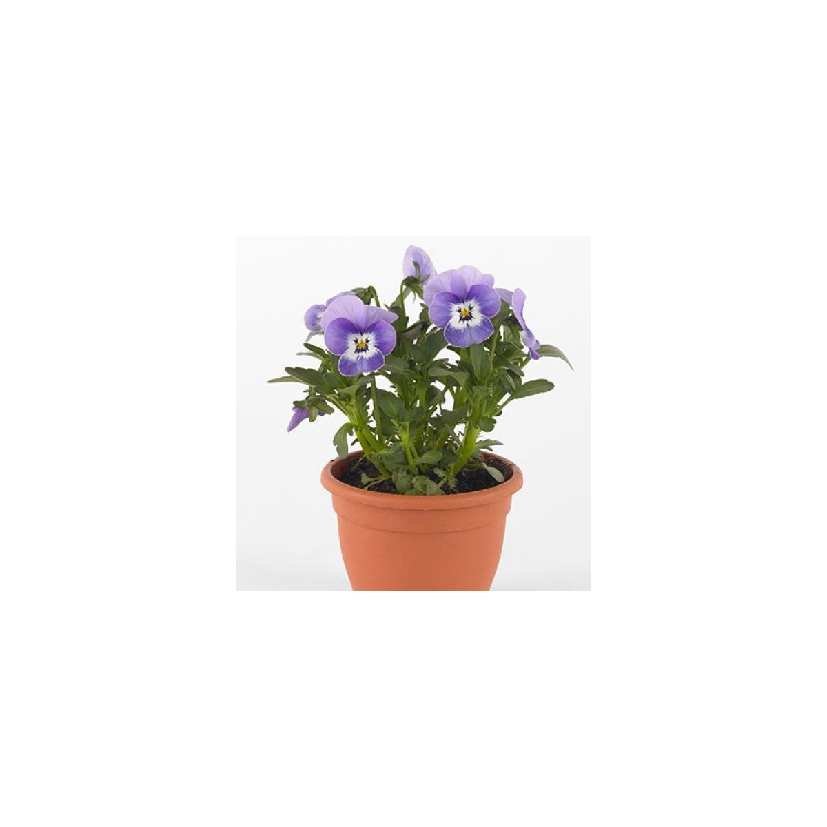 Violka Twix F1 Marina - Viola cornuta - semena violky - 20 ks