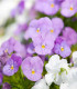 Violka Twix F1 Rosy - Viola cornuta - semena violky - 20 ks