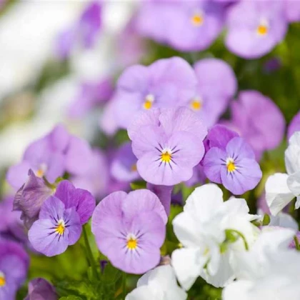 Violka Twix F1 Rosy - Viola cornuta - semena violky - 20 ks