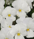 Violka Twix F1 Snow - Viola cornuta - semena violky - 20 ks