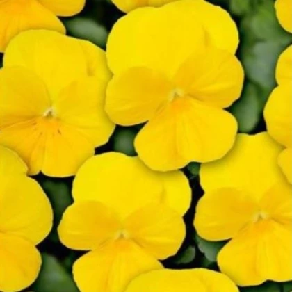 Violka Twix F1 Yellow - Viola cornuta - semena violky - 20 ks