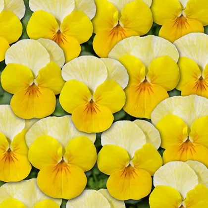 Violka Ice Babies F1 Golden Yellow - Viola cornuta - semena violky - 20 ks