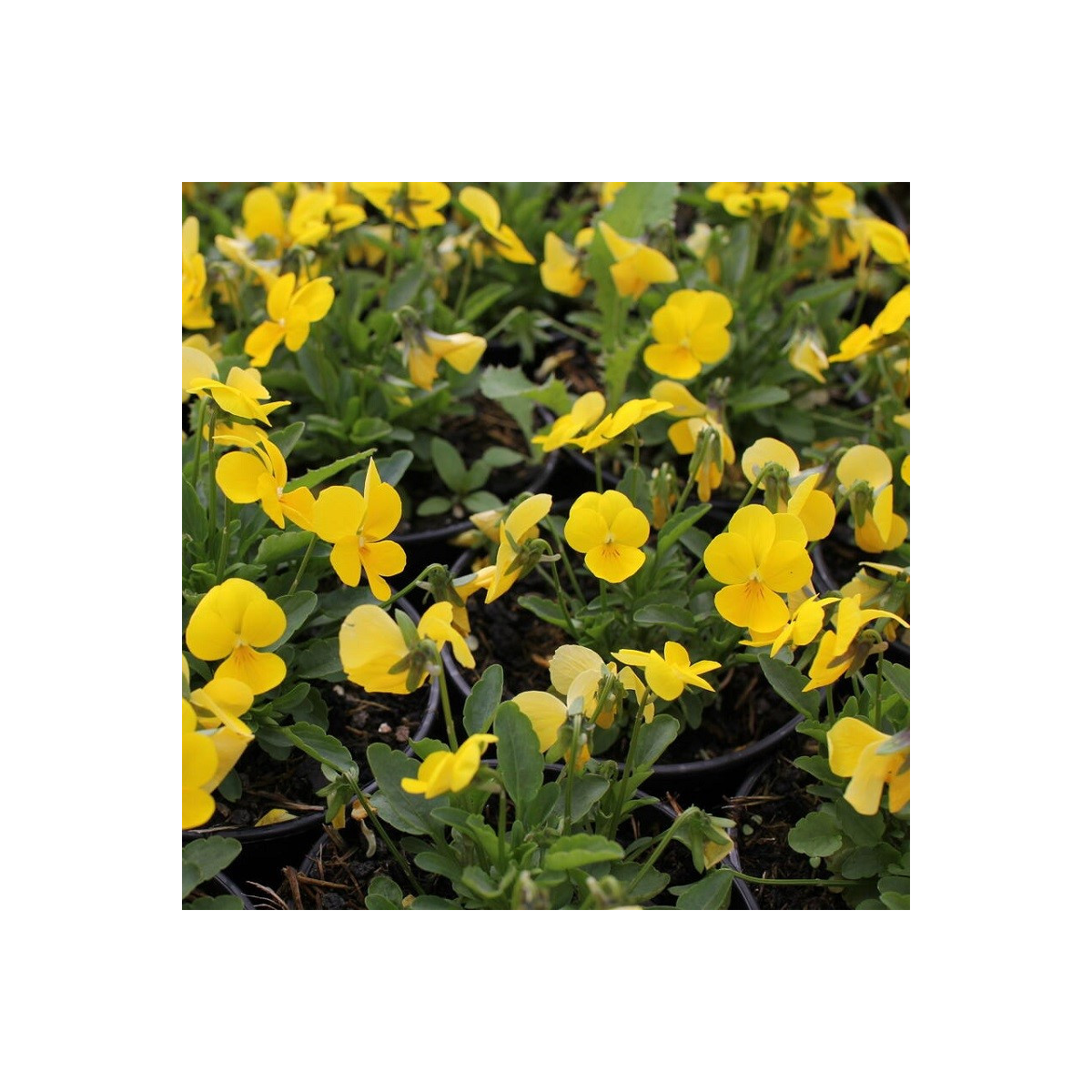 Violka Ice Babies F1 Golden Yellow - Viola cornuta - semena violky - 20 ks