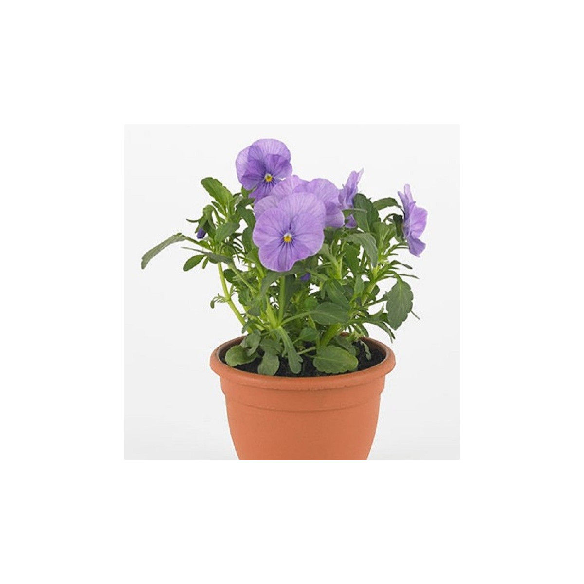 Violka Twix F1 Lavender Shades - Viola cornuta - semena violky - 20 ks
