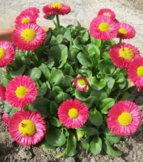 Sedmikráska Speedstar Plus Rose - Bellis perennis - semena sedmikrásky - 40 ks