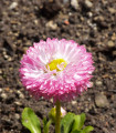 Sedmikráska chudobka Robella - Bellis perennis - semena sedmikrásky - 40 ks