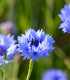 BIO Chrpa modrá - Centaurea cyanus - semena chrpy - 30 ks