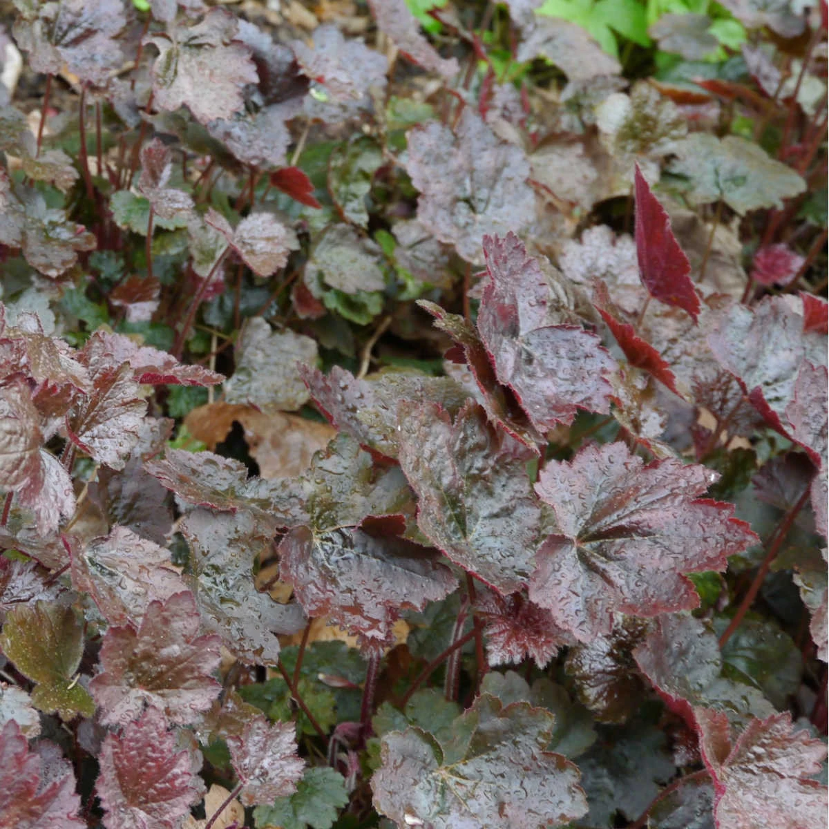 Dlužicha Palace Purple - Heuchera micrantha - semena dlužichy - 20 ks