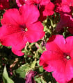 Petúnie Cascadini F1 Rose - Petunia x atkinsiana - semena petúnie - 15 ks