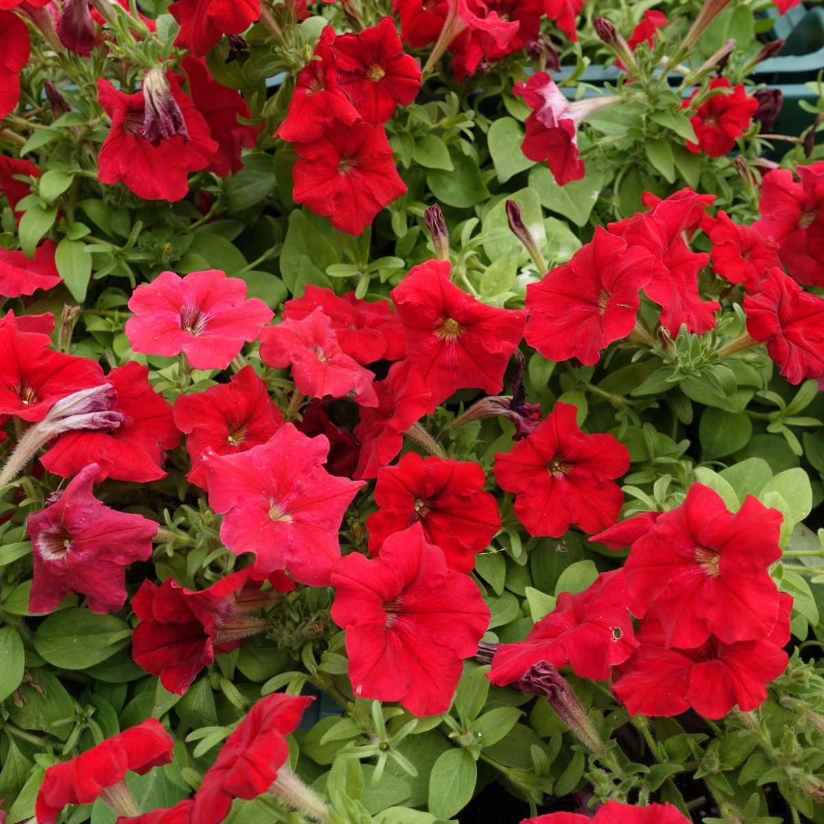 Petúnie Cascadini F1 Red - Petunia x atkinsiana - semena petúnie - 15 ks