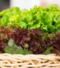 Trio listových salátů - výsevný pásek - 5 m