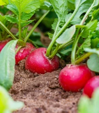 Semena ředkvičky obří Riesenbutter - výsevný pásek - 5 m