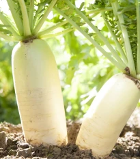 Semena bílé ředkve Rex - výsevný pásek - 5 m