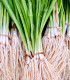 Semena cibule jarní Kaigaro - výsevný pásek - 5 m