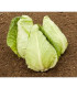 BIO Zelí bílé Eersteling - Brassica oleracea - bio semena zelí - 20 ks