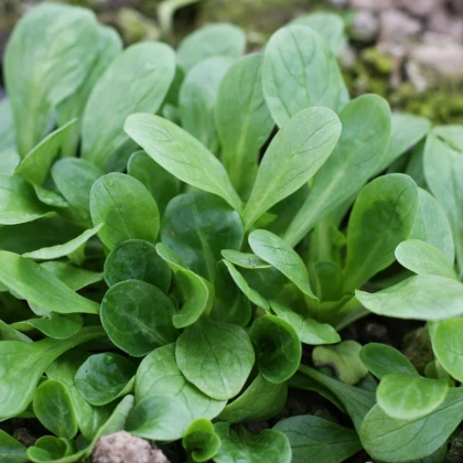 Semena kozlíčku Amely - výsevný pásek - 5 m