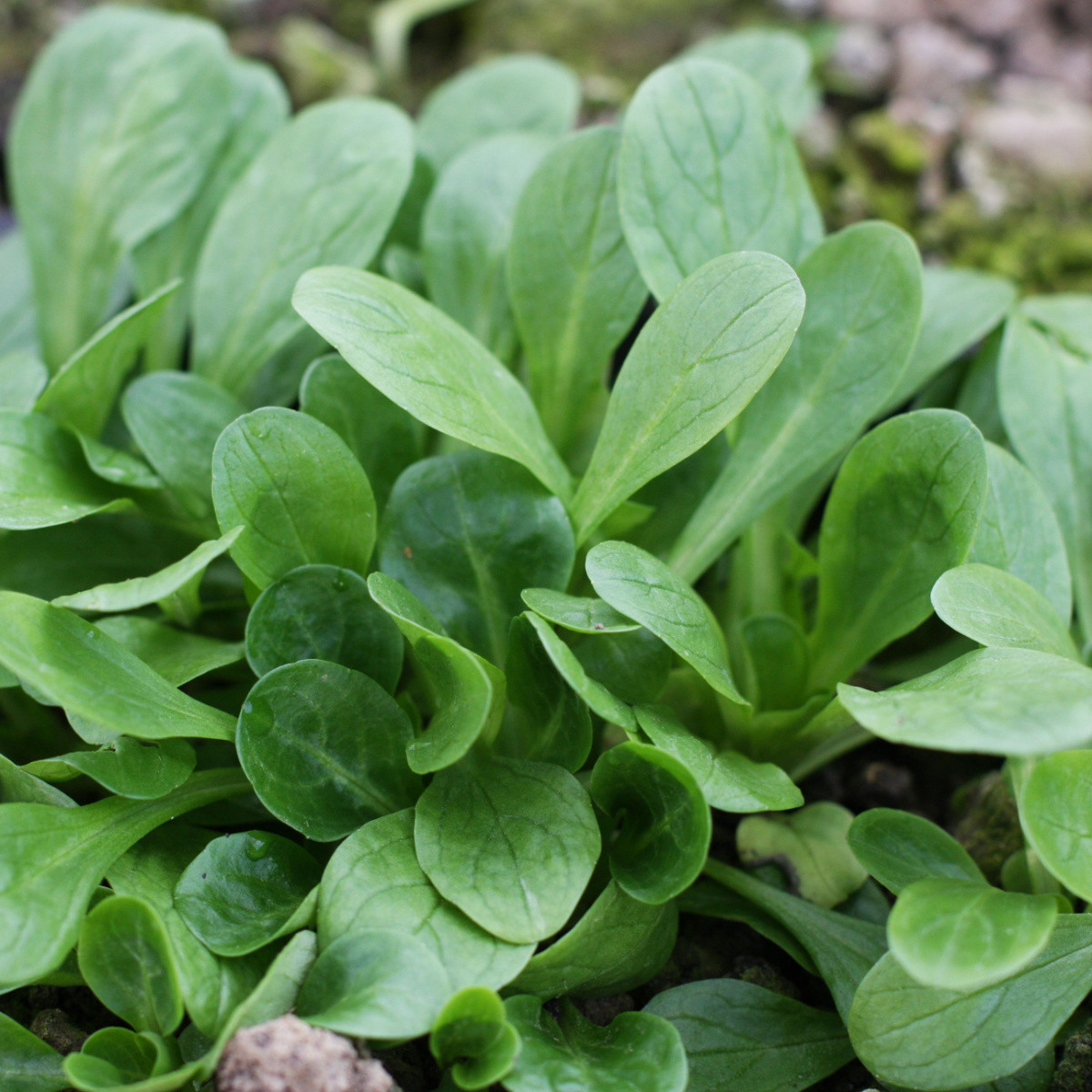 Semena kozlíčku Amely - výsevný pásek - 5 m