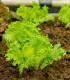 Semena salátu Crispitta II - výsevný pásek - 5 m