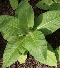 Tabák Kentucky - rostlina Nicotiana tabacum - semena tabáku - 20 ks